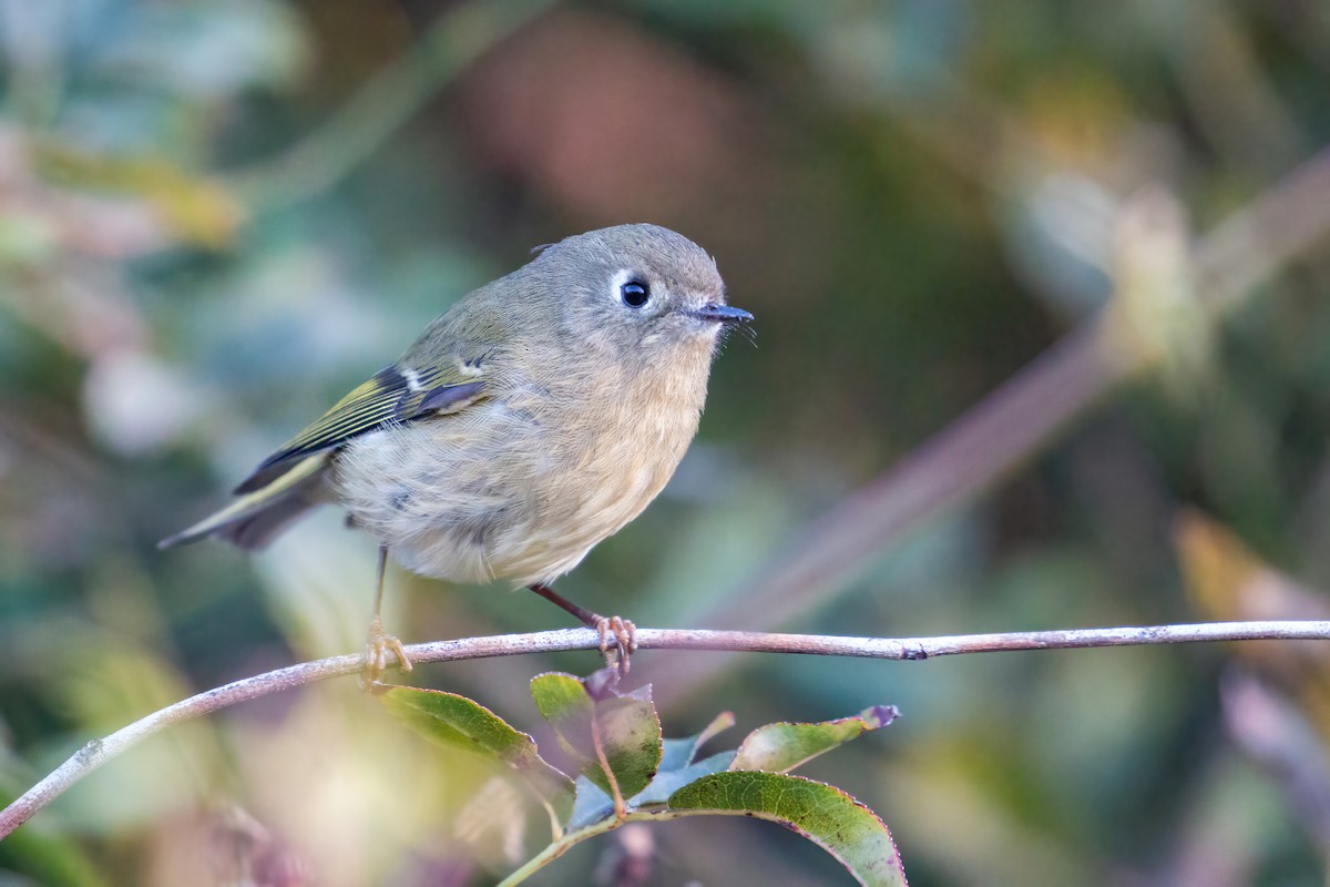 Ruby-crowned Kinglet - Connor Cochrane