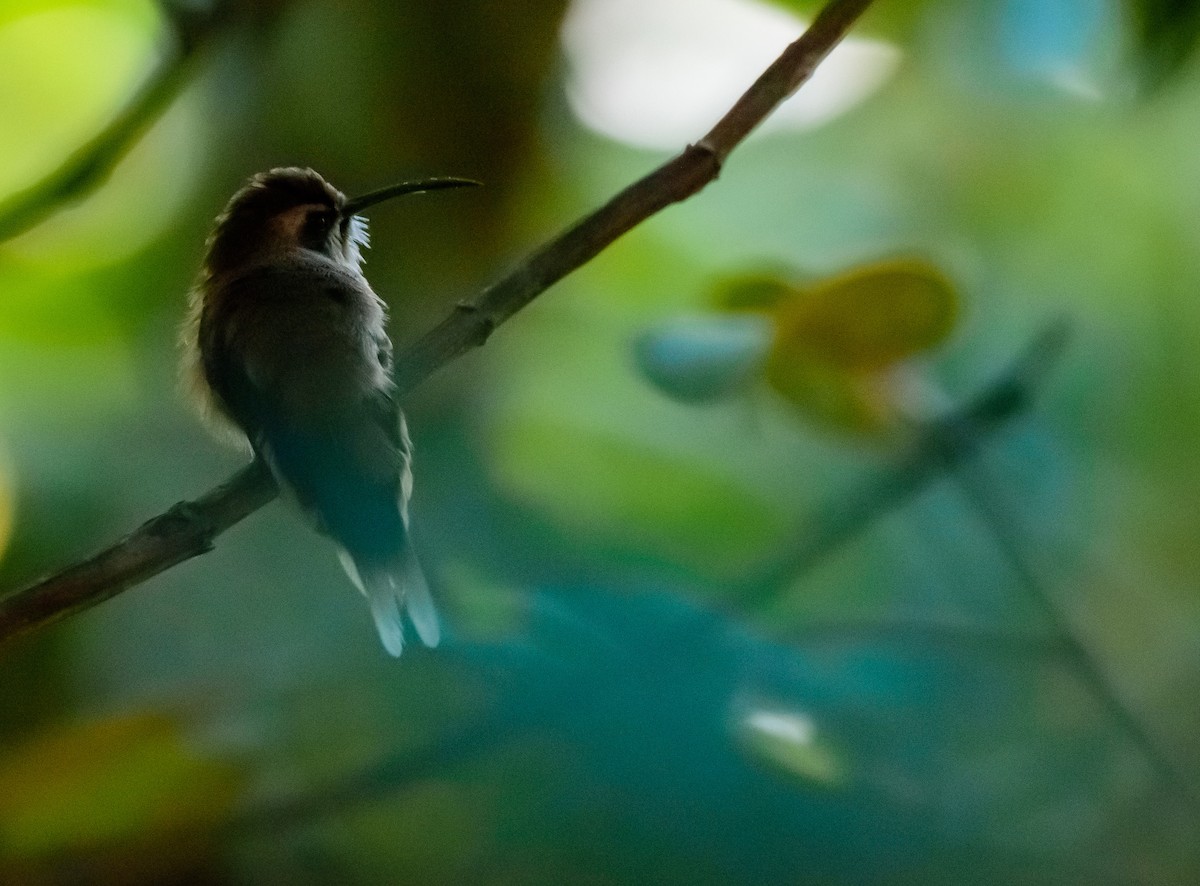 Stripe-throated Hermit - Anonymous