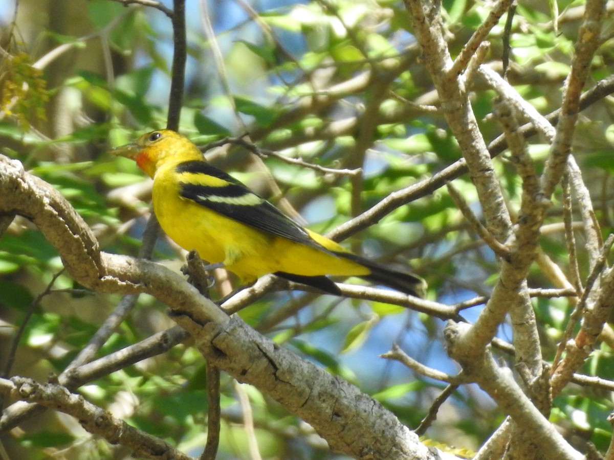 Western Tanager - ML284171261
