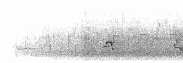 Ak Boyunlu Ardıç - ML284173