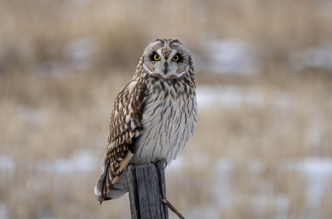 Short-eared Owl - Gavin McKinnon