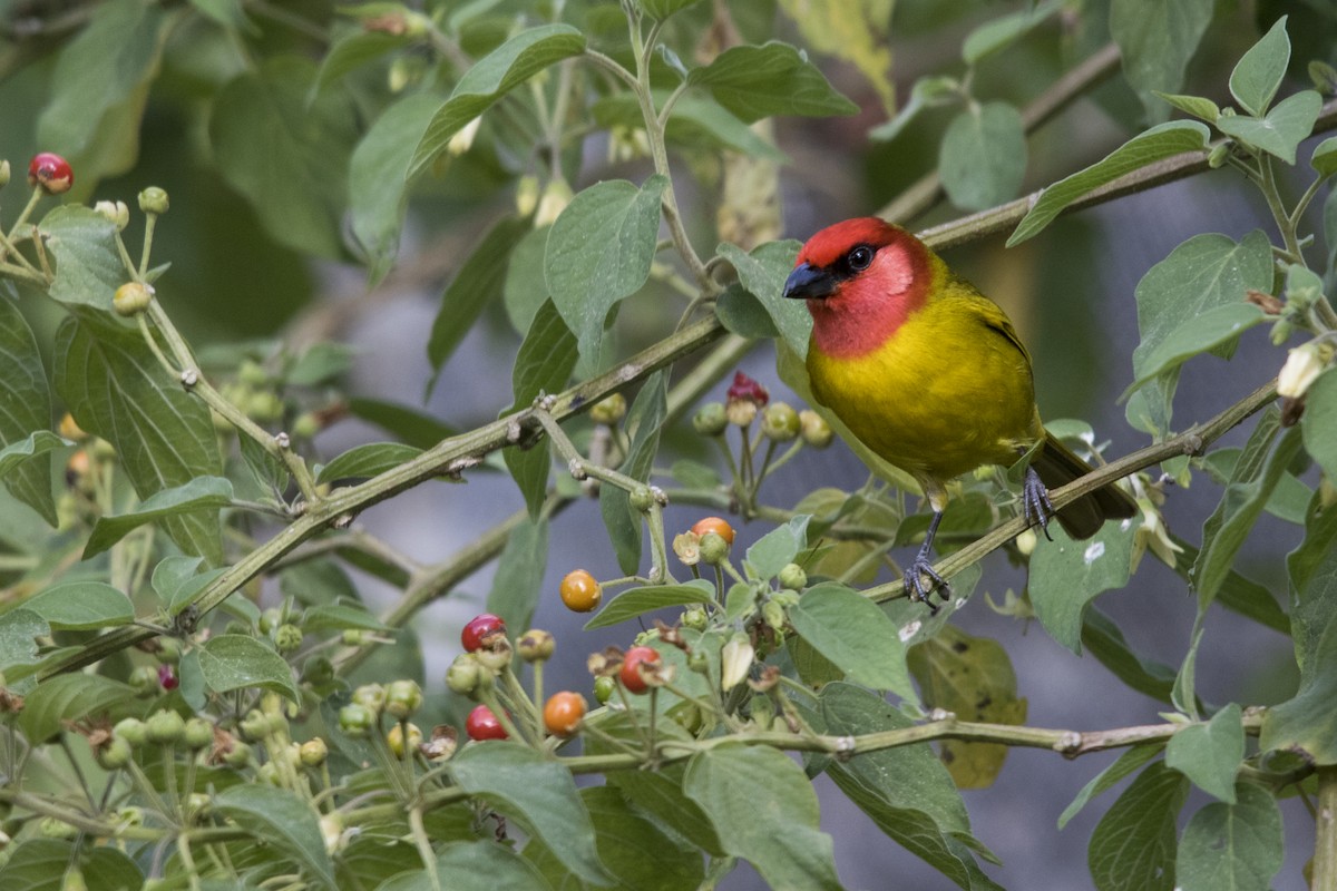 Red-headed Tanager - Giancarlo Velmarch