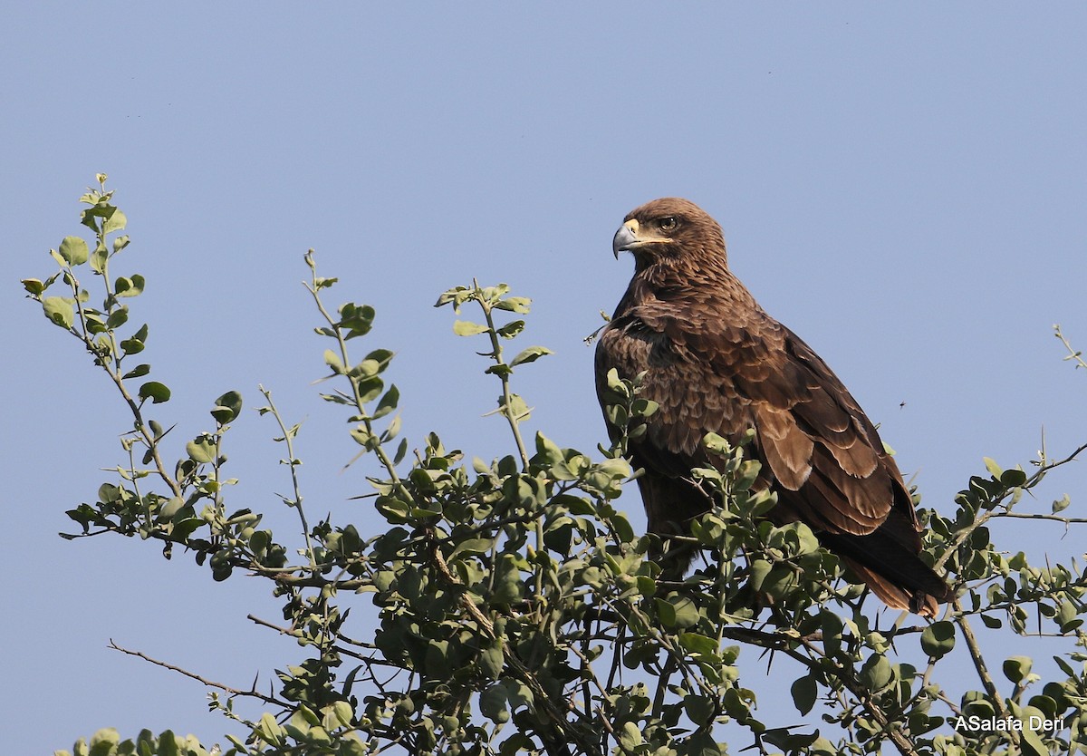 Tawny Eagle - Fanis Theofanopoulos (ASalafa Deri)