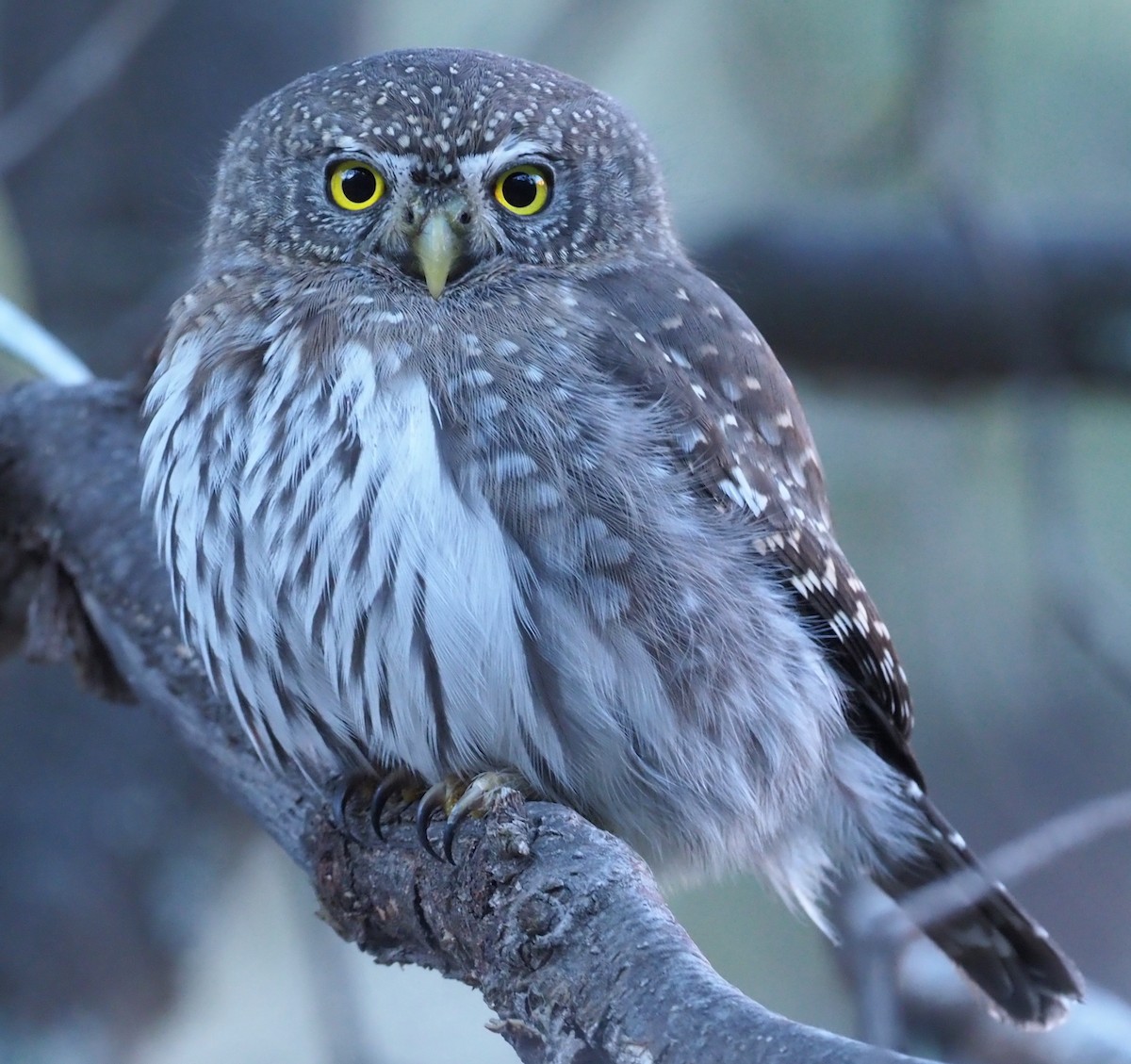 Northern Pygmy-Owl (Mountain) - Stephan Lorenz