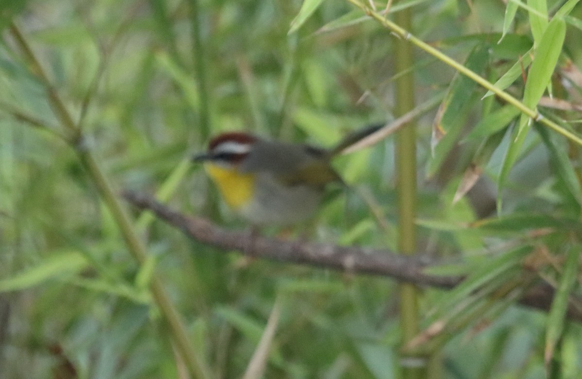 Rufous-capped Warbler - ML284184581