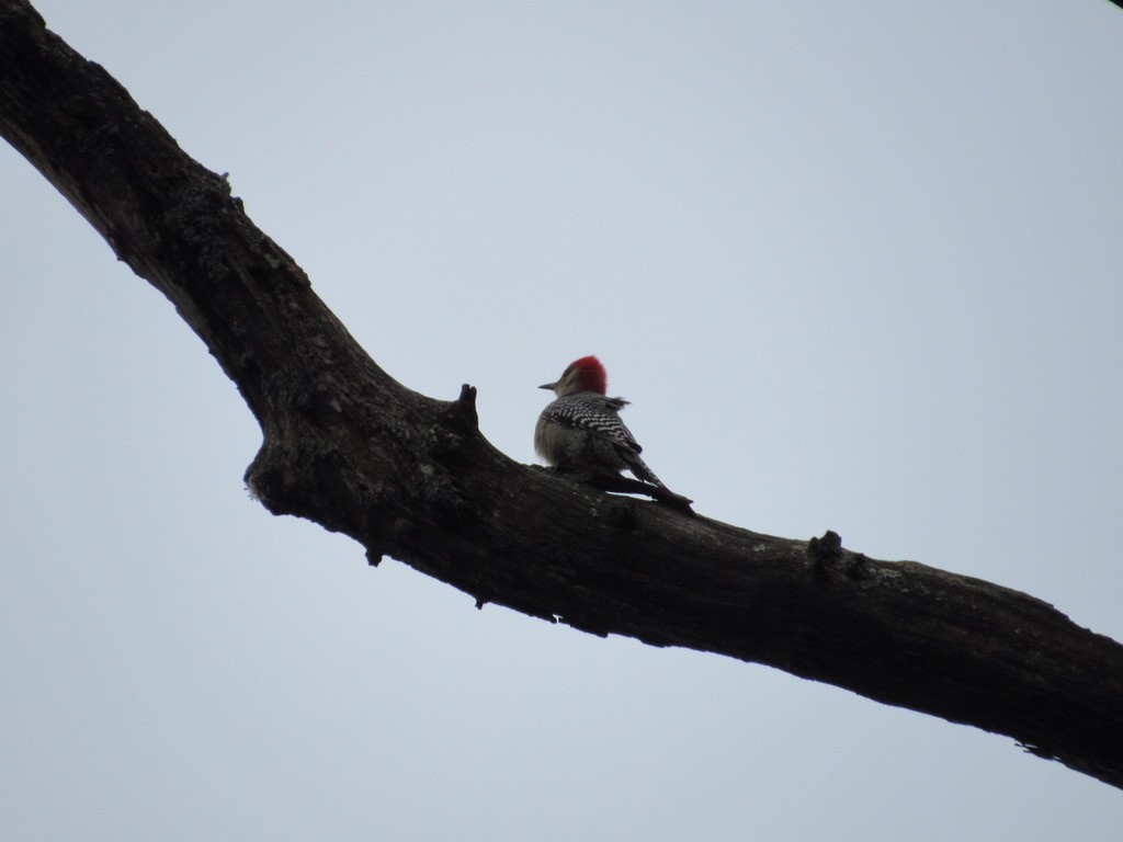 Red-bellied Woodpecker - Mickey Ryan