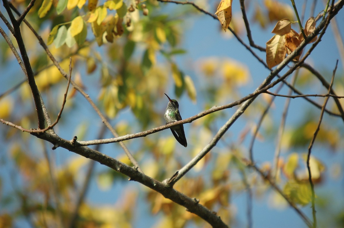 kolibřík zrcadlový - ML284187311