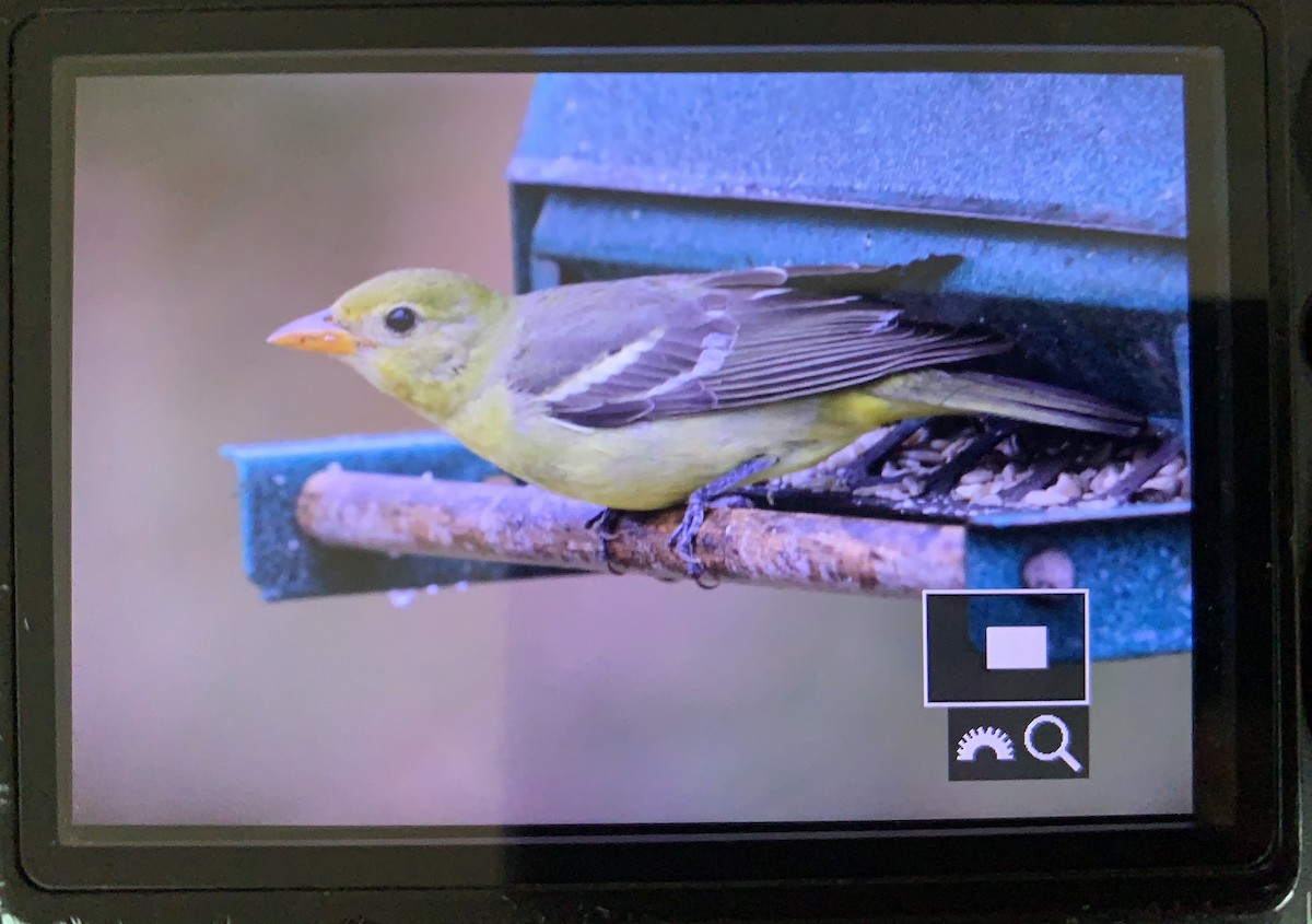 Western Tanager - ML284190191