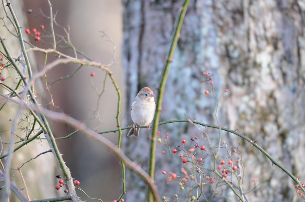 Field Sparrow - Lori  McCollister