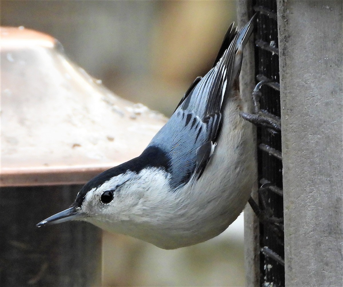 White-breasted Nuthatch - ML284195331