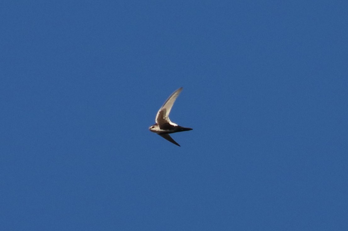 White-throated Swift - ML284197381