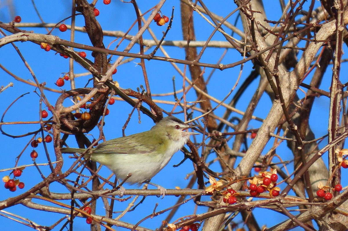 Red-eyed Vireo - judy parrot-willis