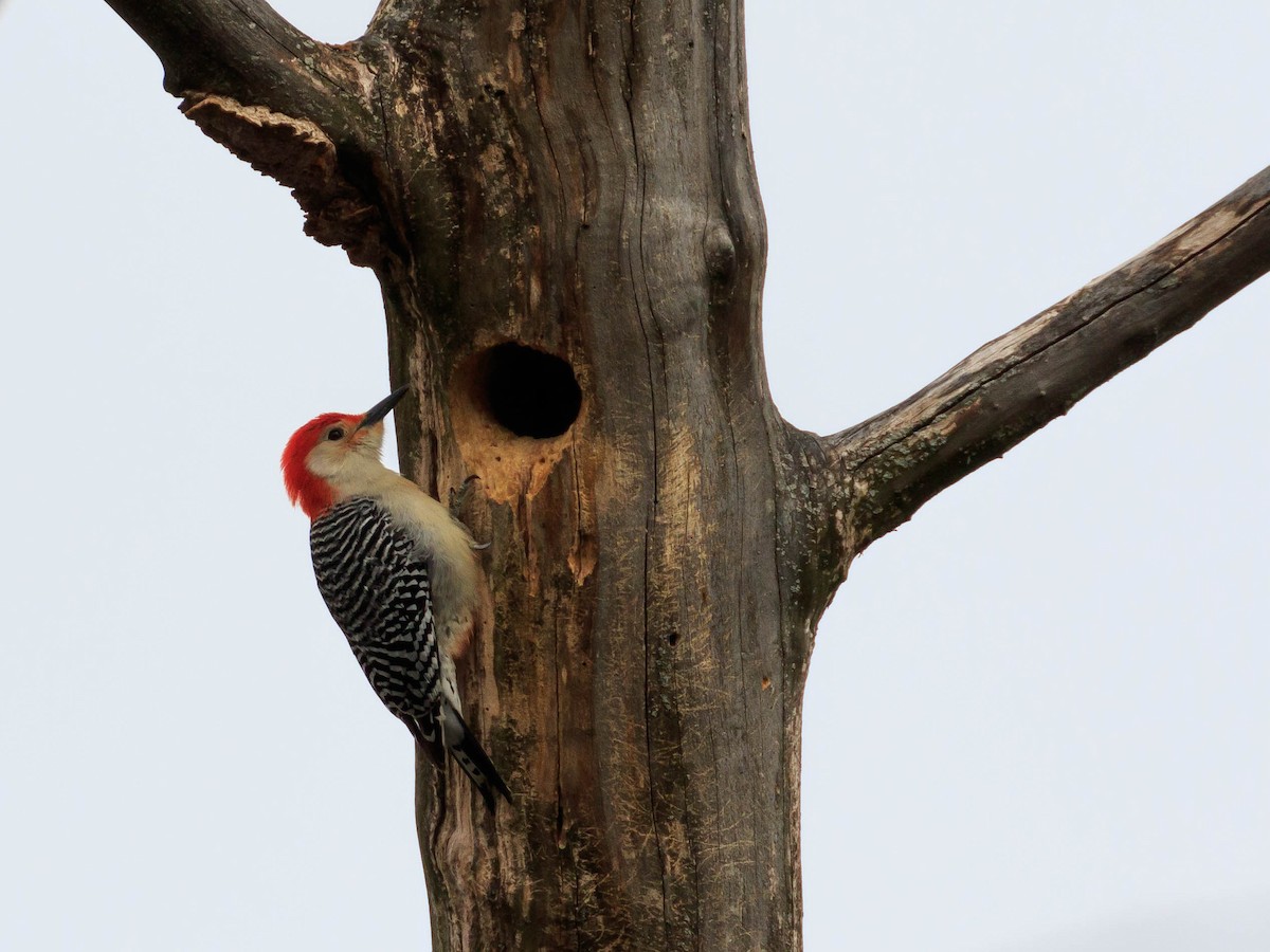 Red-bellied Woodpecker - Matt Boley