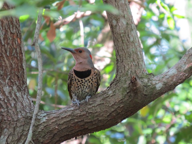 Female frontal view (subspecies <em class="SciName notranslate">auratus</em>). - Northern Flicker - 