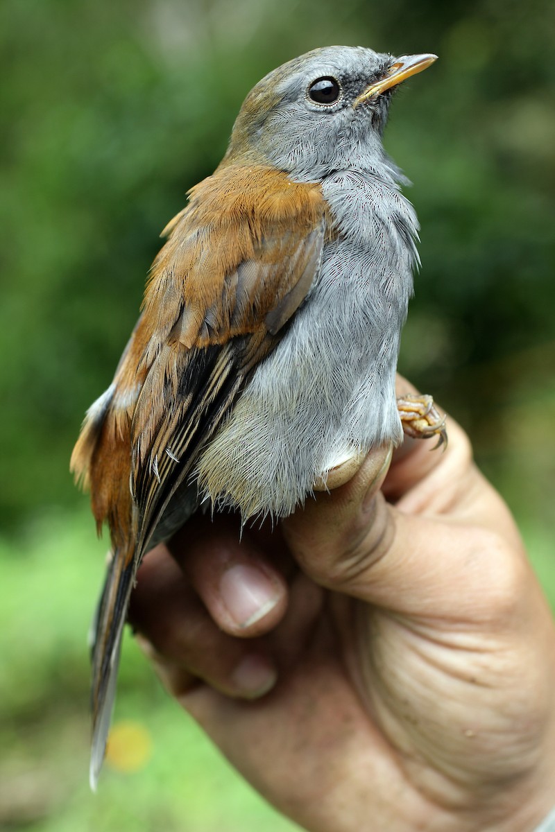 Andean Solitaire - ML28421991