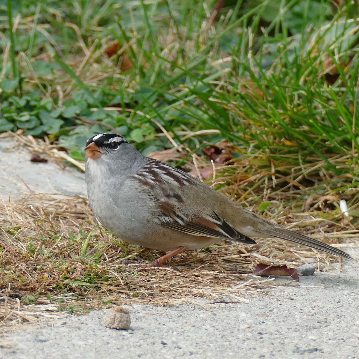 eBird Checklist - 10 Oct 2020 - ON - Exeter, Morrison Dam to Main ...