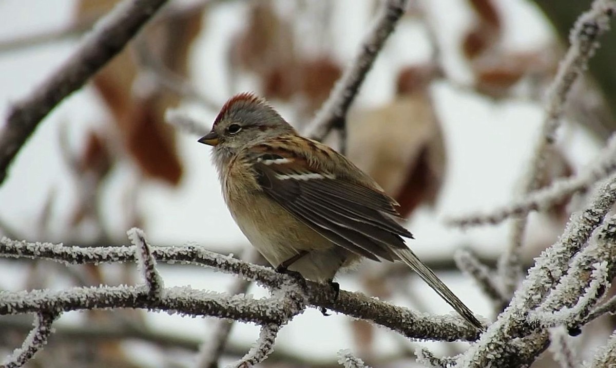 American Tree Sparrow - ML284220851