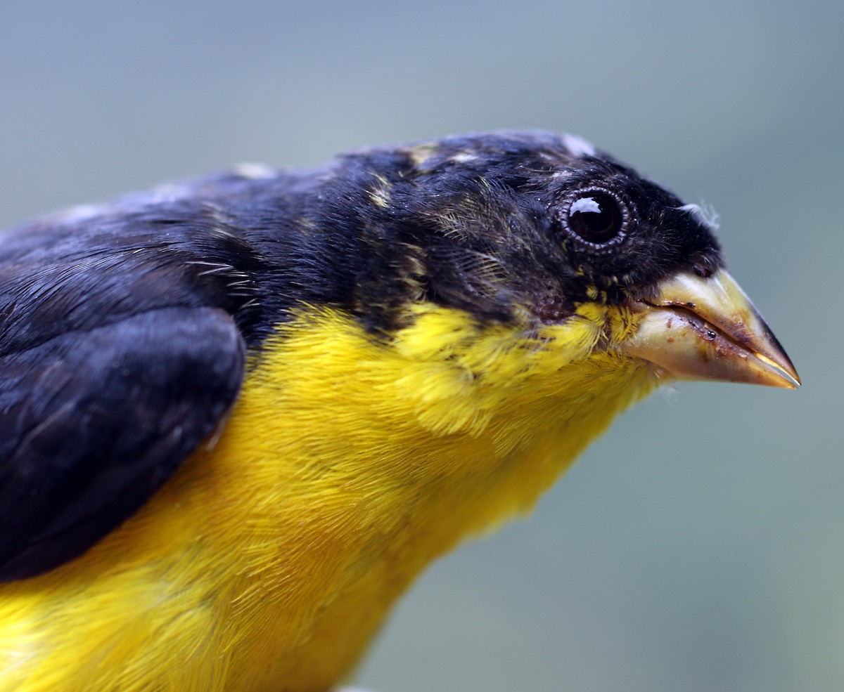 Lesser Goldfinch - Andrés M. Cuervo