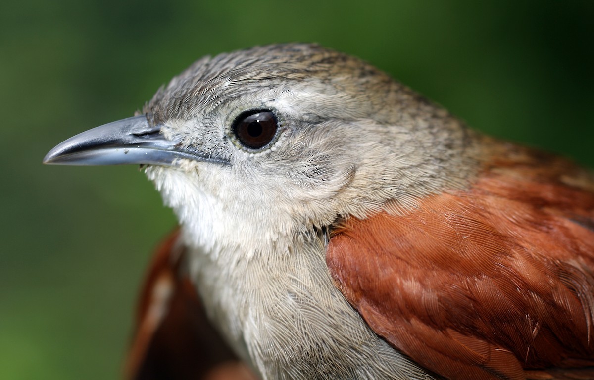 Plain-crowned Spinetail - ML28422461