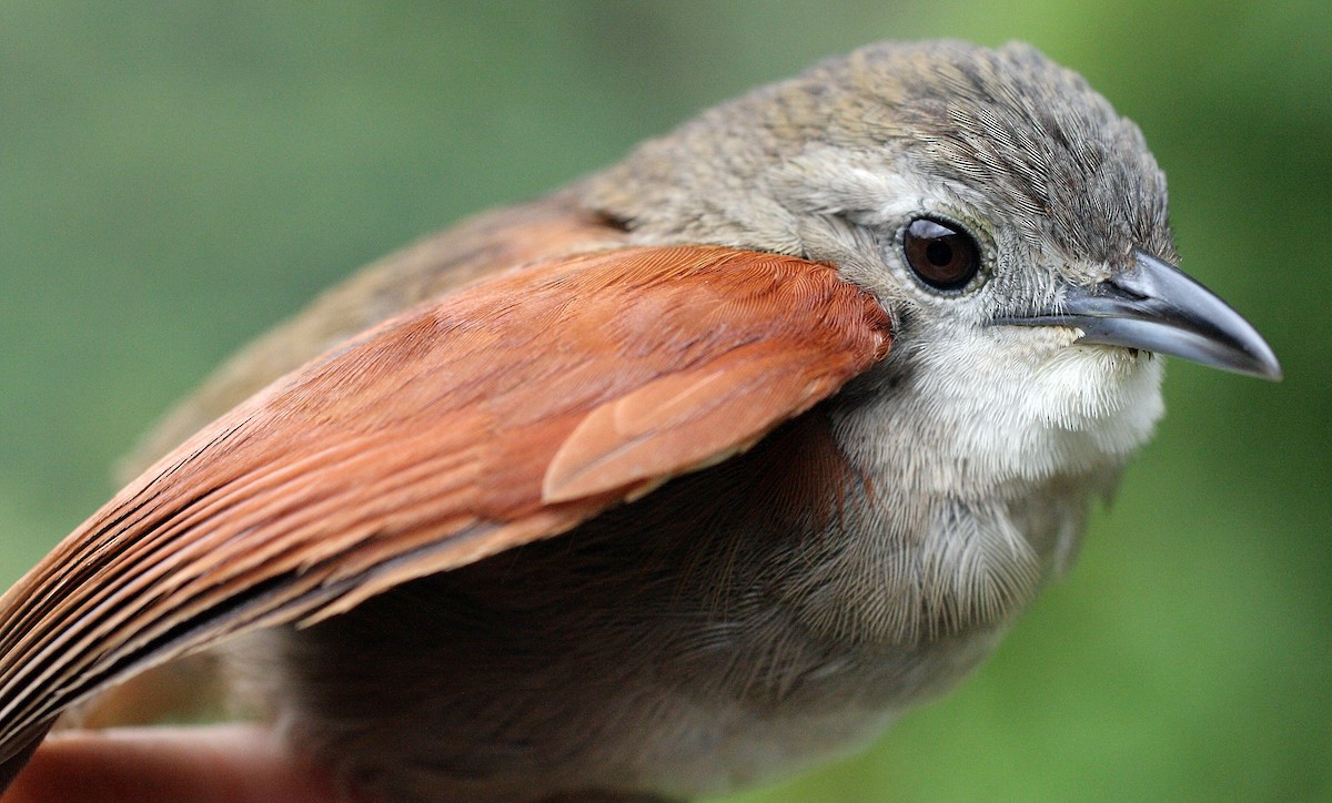 Plain-crowned Spinetail - ML28422481