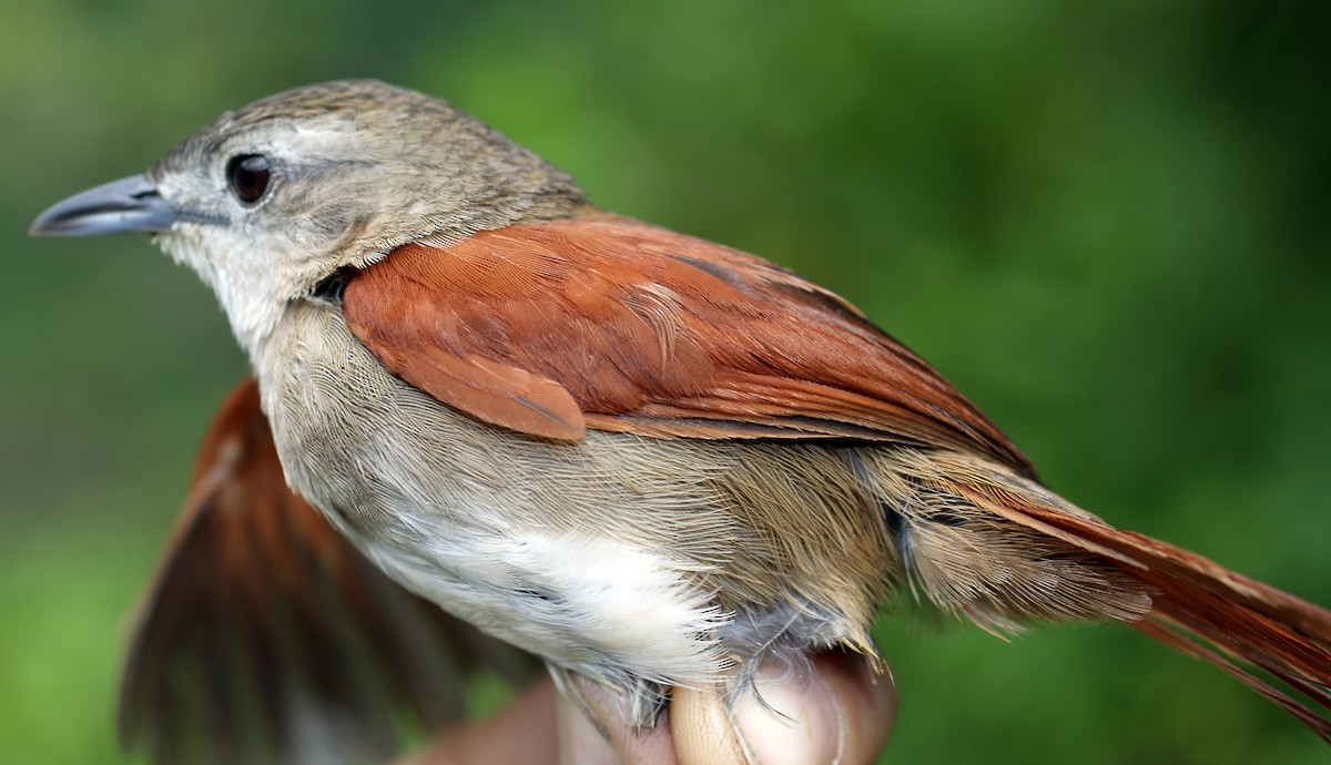 Plain-crowned Spinetail - ML28422491