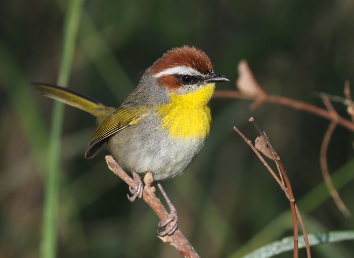 Rufous-capped Warbler - ML284224911