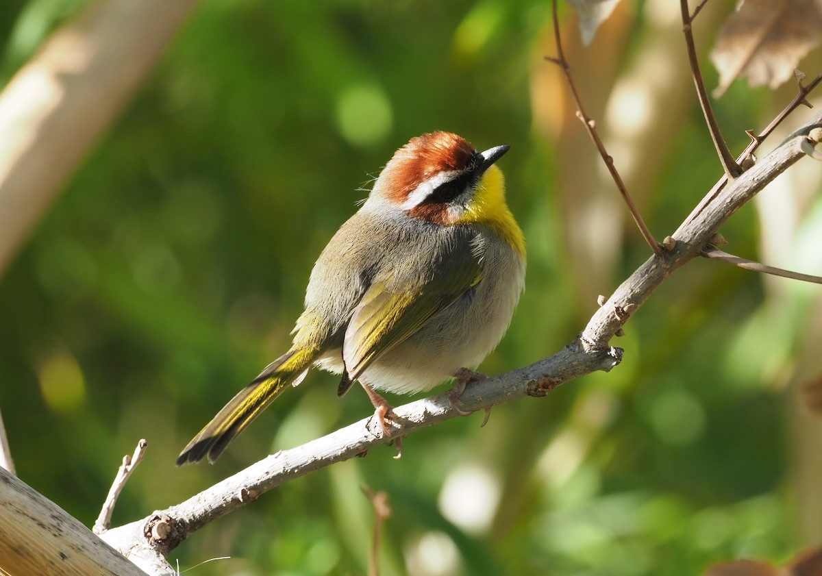 Rufous-capped Warbler - ML284225101