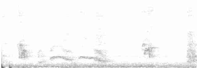 Perruche ondulée (forme domestique) - ML284226141