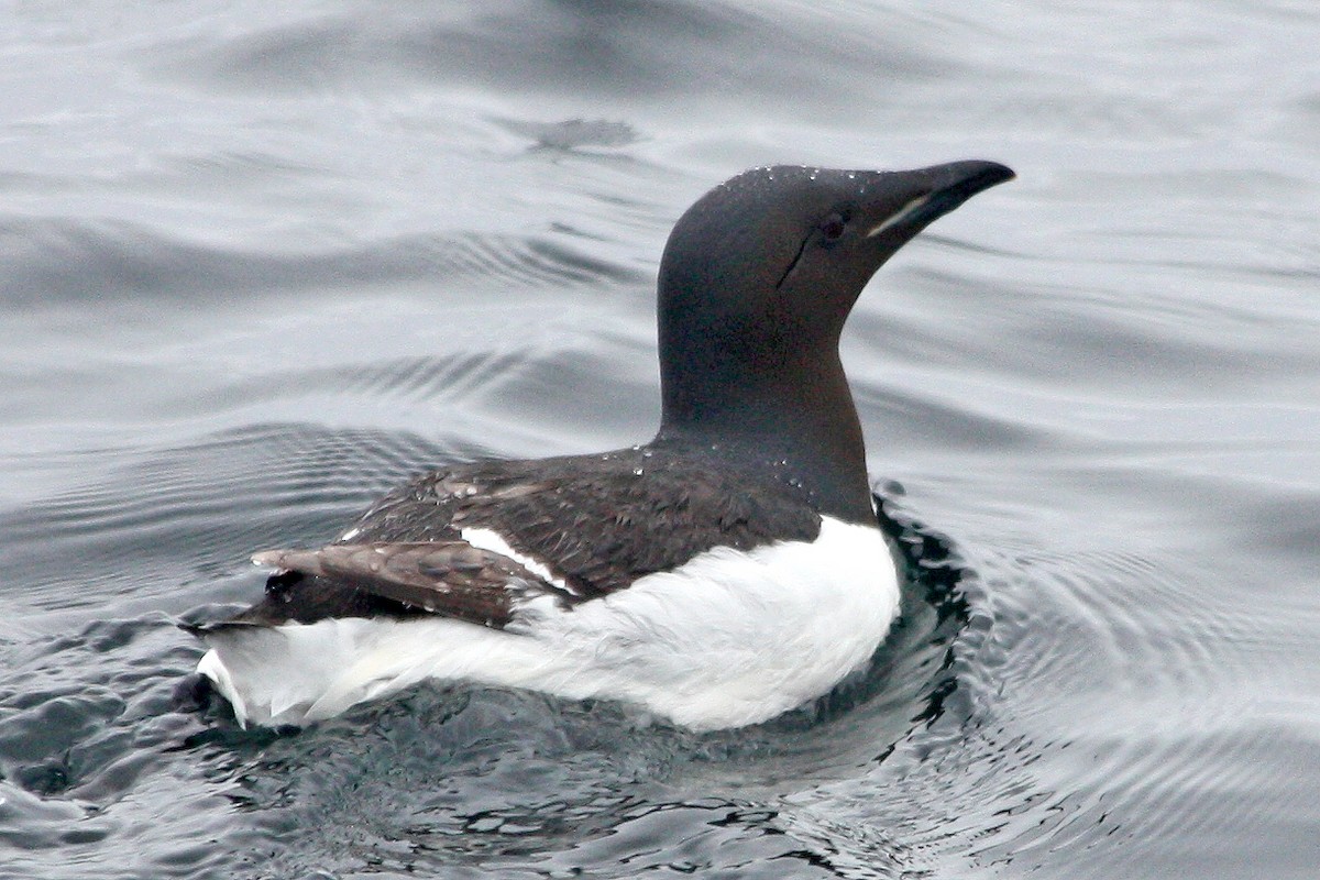 Thick-billed Murre - ML284229581