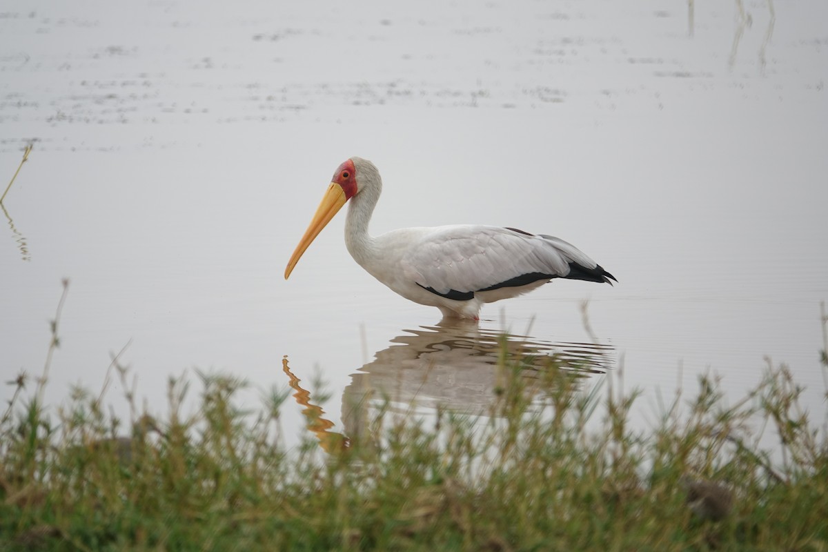 Yellow-billed Stork - Howie Nielsen