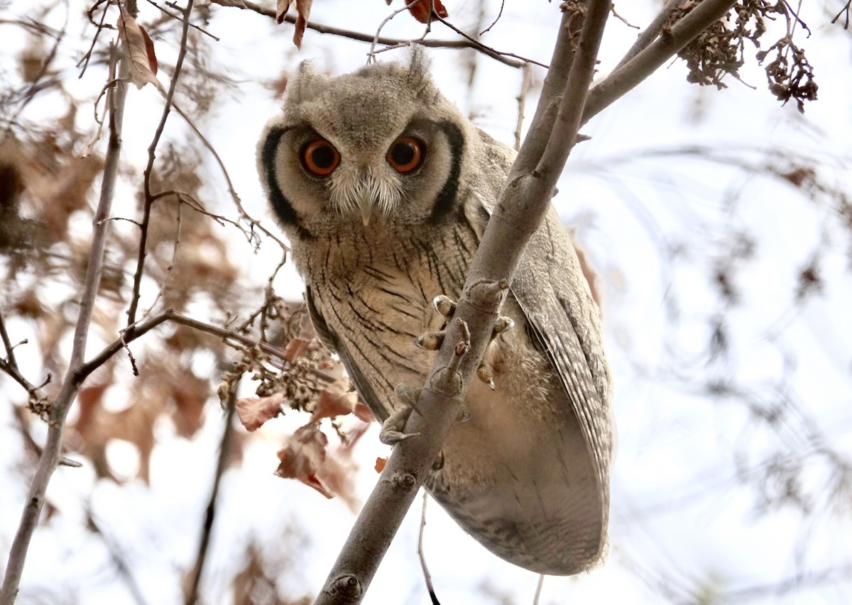 Northern White-faced Owl - ML284234061