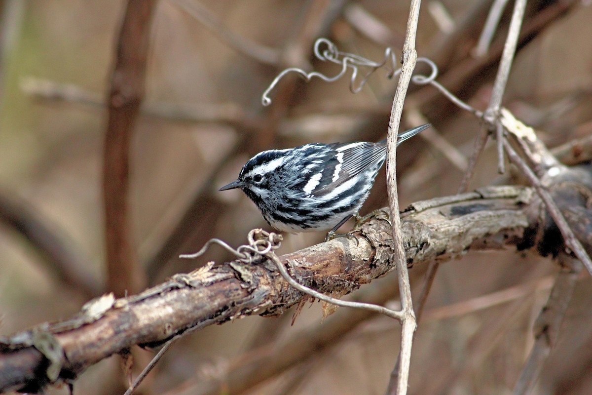 Black-and-white Warbler - ML28423871