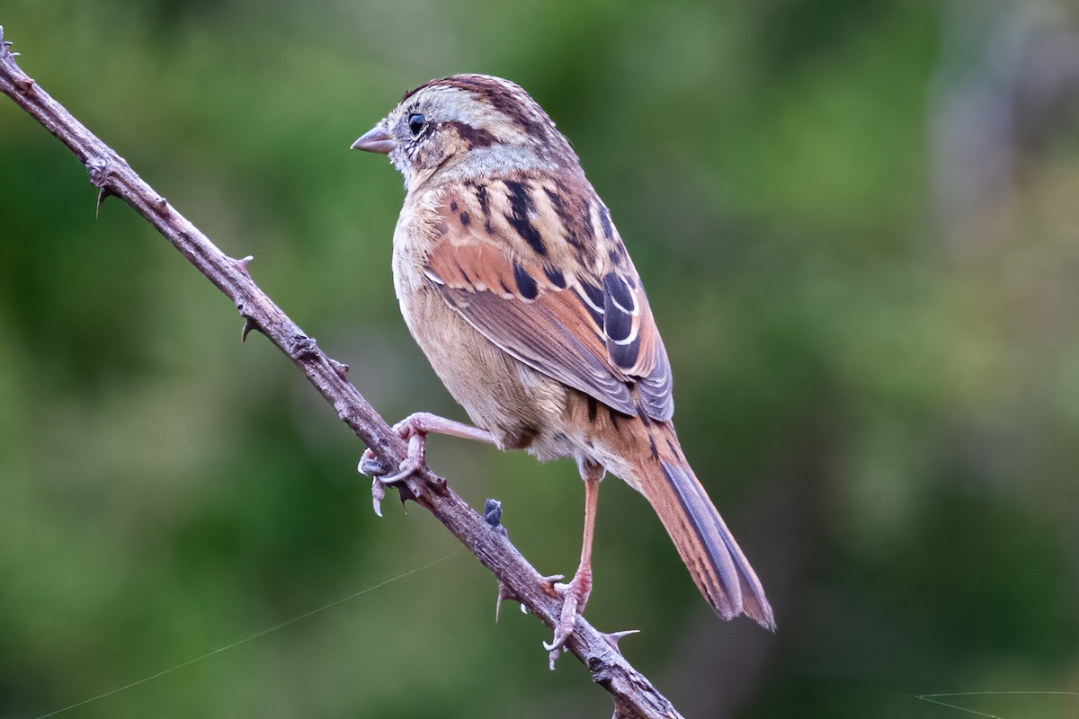 Swamp Sparrow - ML284239331