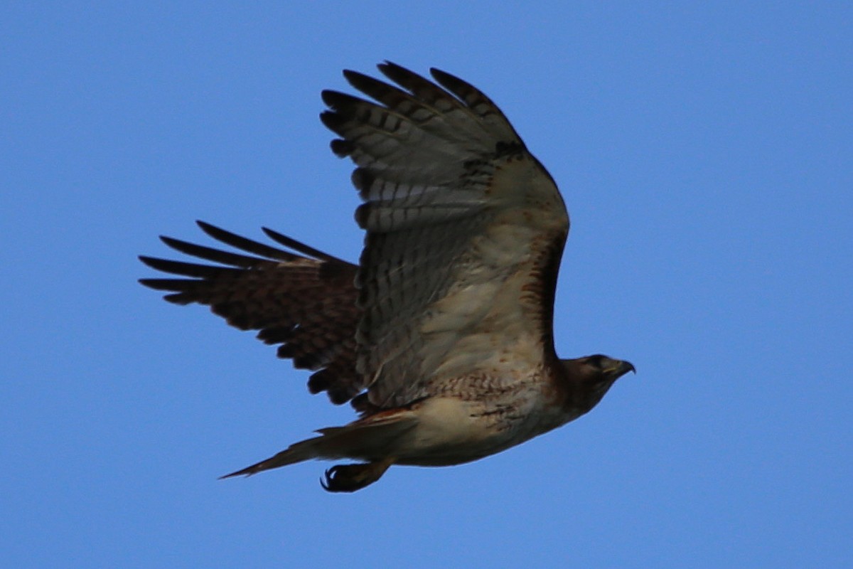 Red-tailed Hawk - ML284239761
