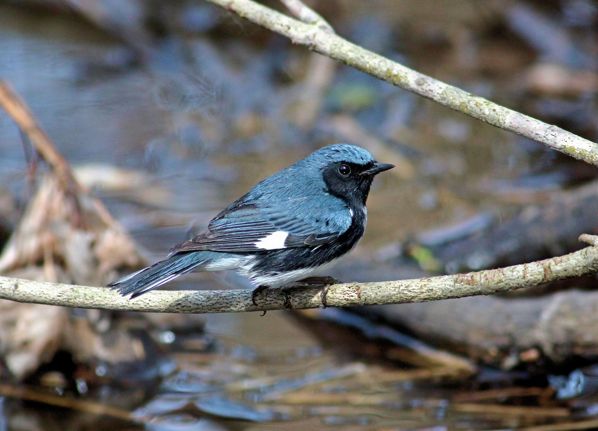 Black-throated Blue Warbler - John  Cameron
