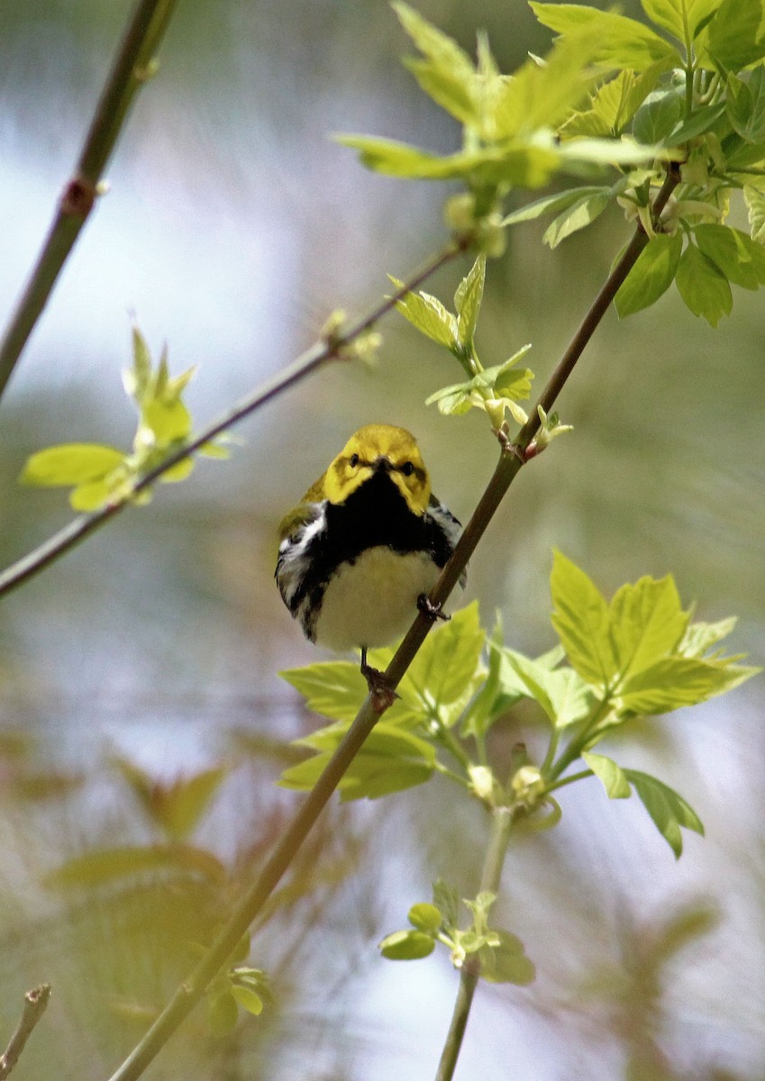 Black-throated Green Warbler - John  Cameron