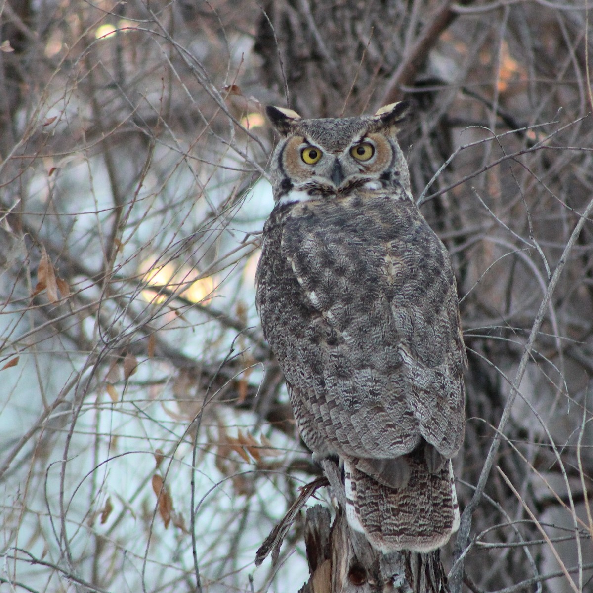 Great Horned Owl - ML284249041