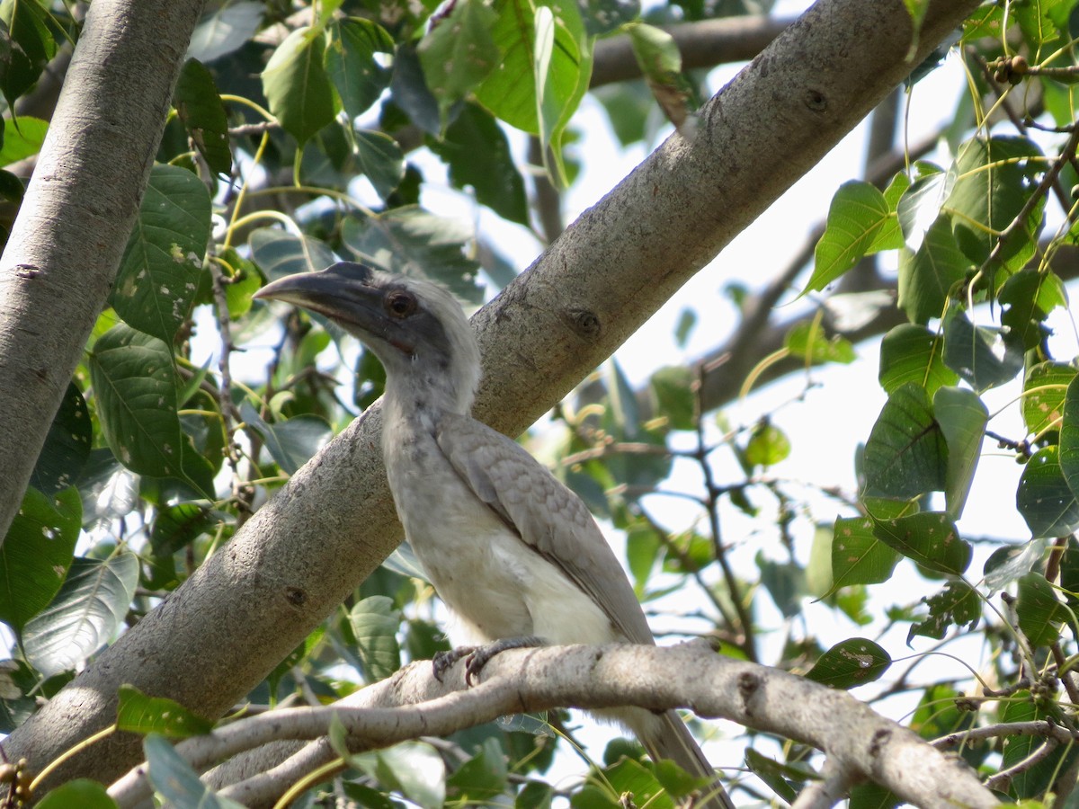 Indian Gray Hornbill - ML284249451