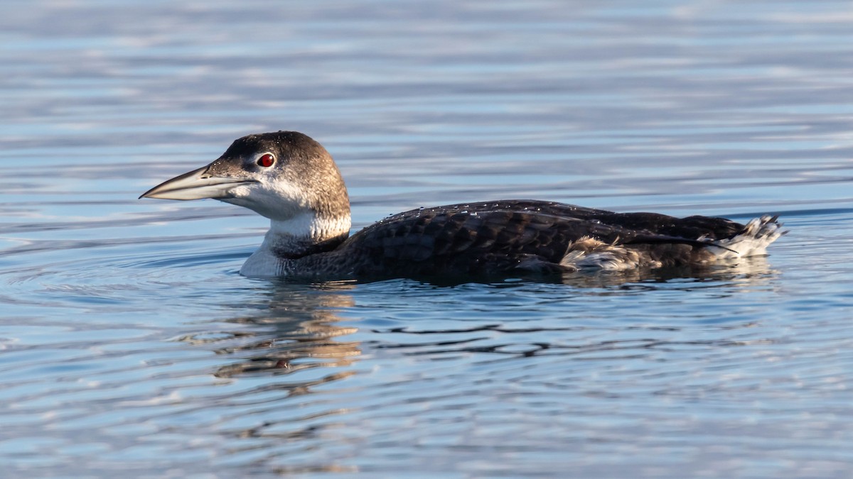 Common Loon - Jefferson Ashby