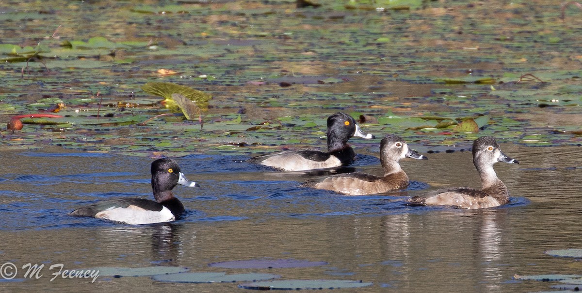 Ring-necked Duck - Marianne F