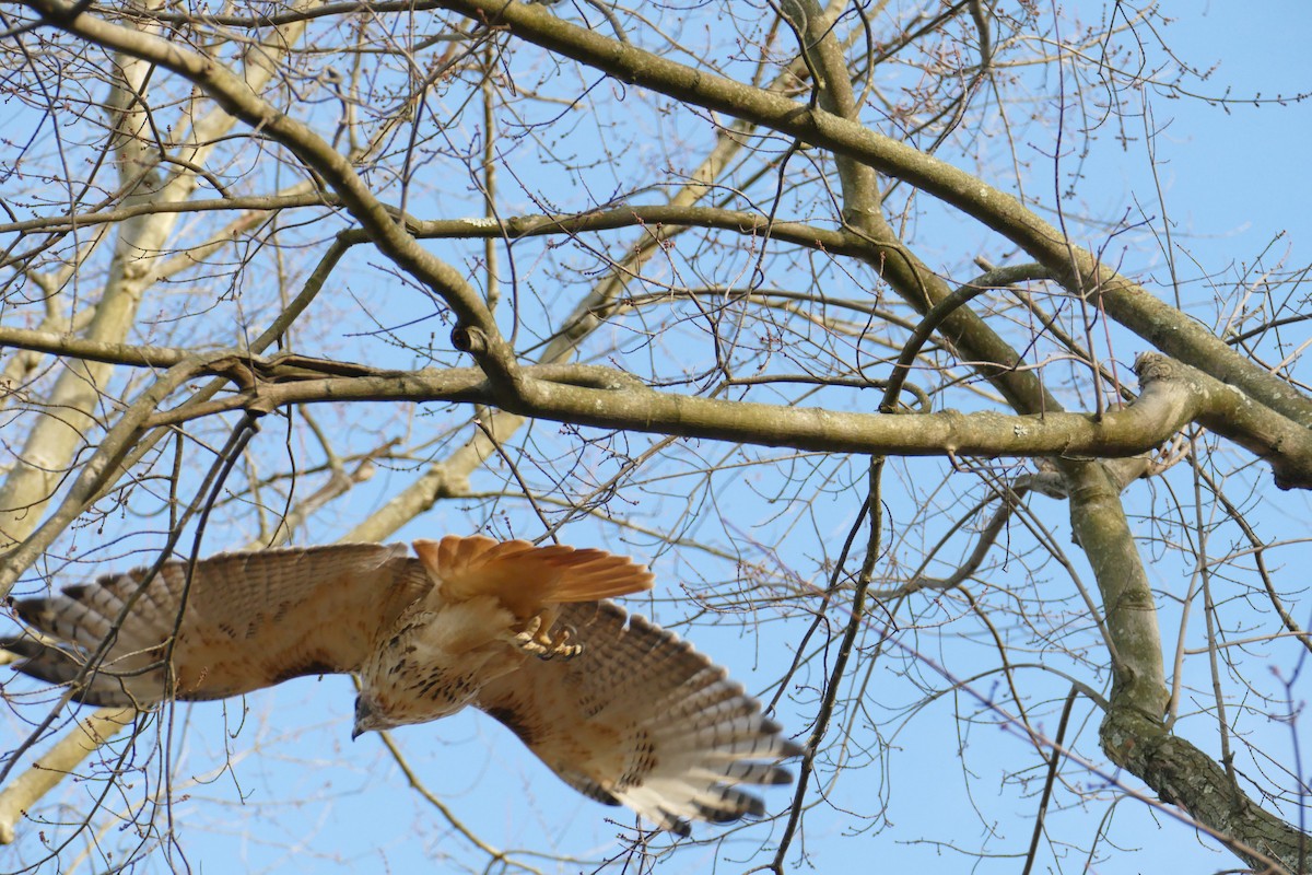 Red-tailed Hawk - ML284255531