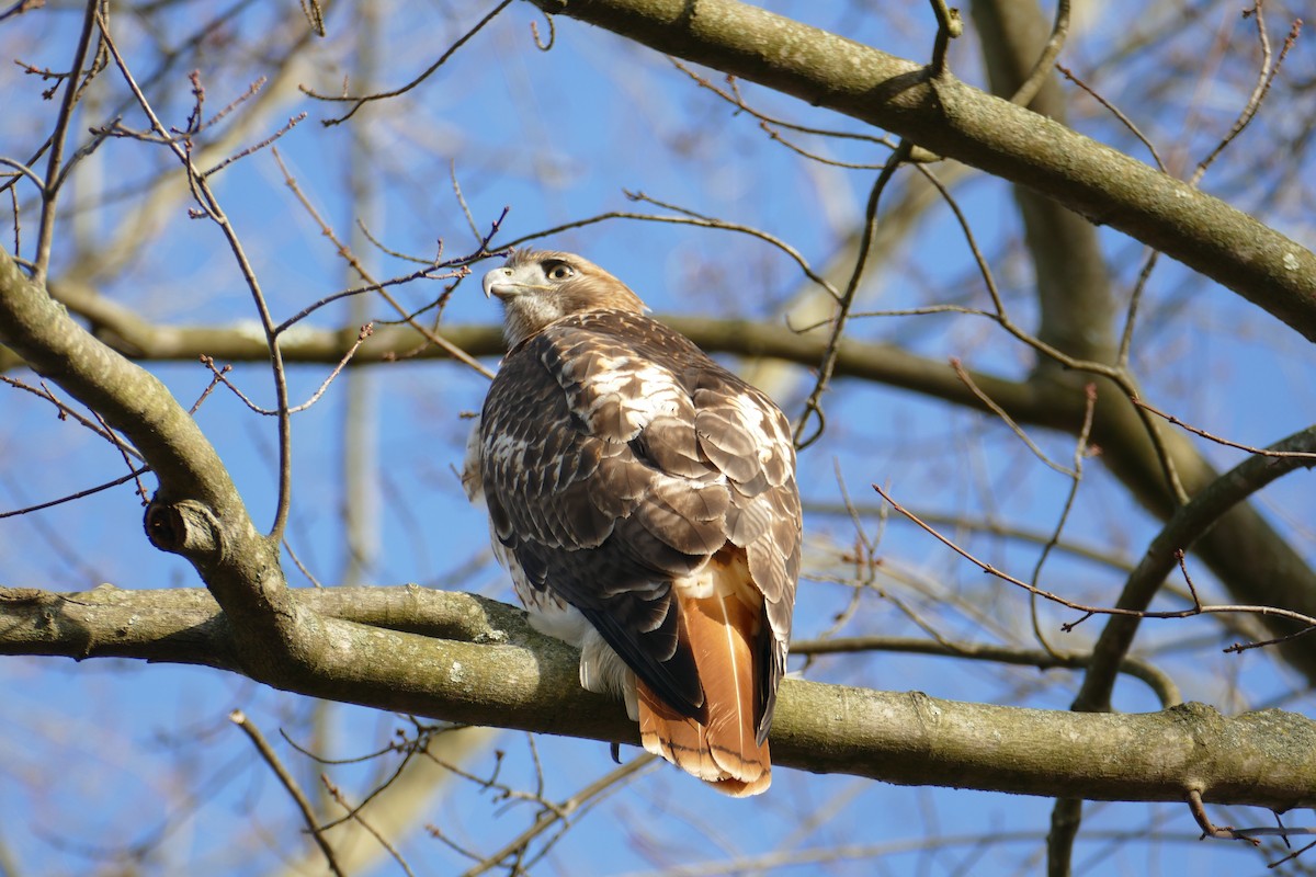 Red-tailed Hawk - ML284255611