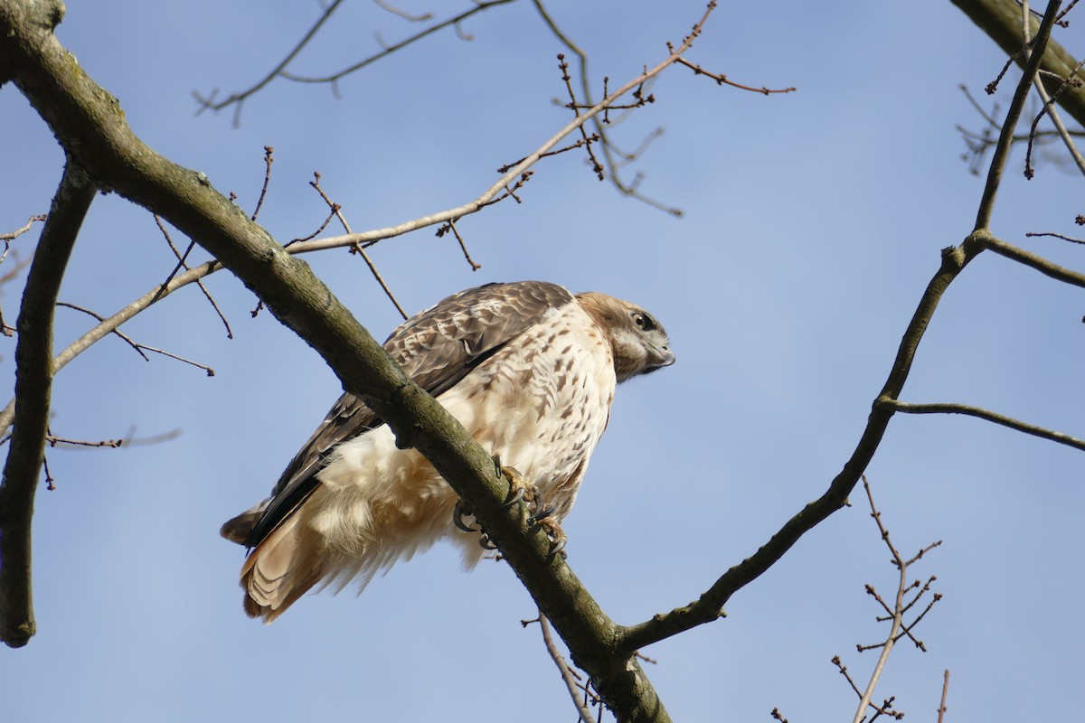 Red-tailed Hawk - ML284255711