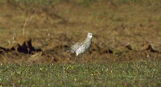  - Slender-billed Curlew