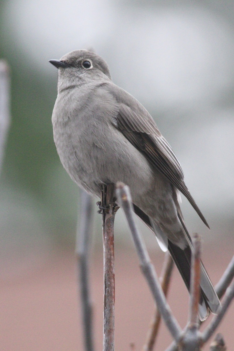 Townsend's Solitaire - ML284268261