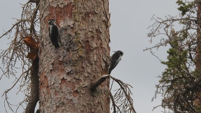 American Three-toed Woodpecker (Rocky Mts.) - ML284268271