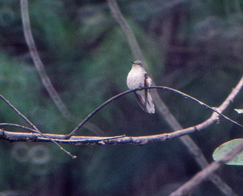 White-tailed Hummingbird - Martin Reid