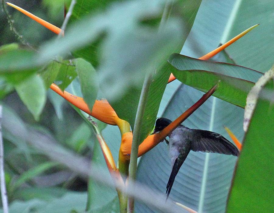 Wedge-tailed Sabrewing (Long-tailed) - Martin Reid
