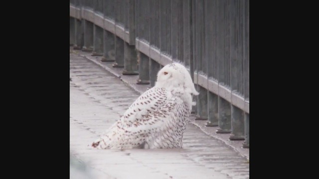 Snowy Owl - ML284275621