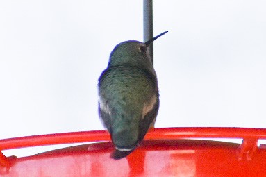 Anna's Hummingbird - ML284279001